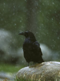 Raven, Perched on Rock in Falling Snow, Yellowstone National Park, USA