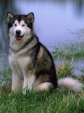 Alaskan Malamute Near a Pond