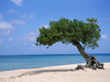 Divi Tree, Aruba