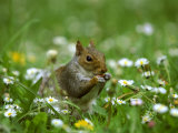 Grey Squirrel