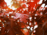 Buy Raindrops on Oak Leaves at AllPosters.com