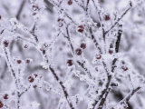 Winnipeg Manitoba, Canada Winter Scenes