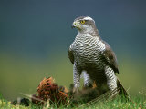 Goshawk, Feeding on Pheasant, Scotland