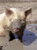 Close-up of Muddy Pig in Puddle