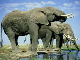 African Elephant, Amboseli National Park, Kenya