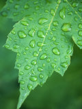 Buy Raindrops on Leaf at AllPosters.com