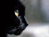 Black Cat Looking Out a Window