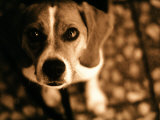 Close-up of Beagle Puppy