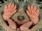 Buy Long-Eared Hedgehogserinaceus Auritusmongolia at AllPosters.com