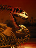 Allosaurus and Camptosaurus, Museum