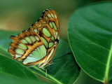 Malachite Butterfly, Siproeta Stelenes