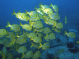 School of Tropical Fish Underwater