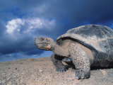 Buy Giant Tortoise, Sunrise, Isabella Island, Galapagos at AllPosters.com