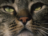 Close-up of a Tiger Striped Domestic Cat's Face