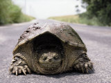 Alligator Snapping Turtle in the Road, Oklahoma