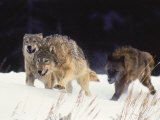 Pack of Timber Wolves (Canis Lupus)