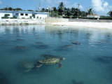 Green Sea Turtles, Turtle Farm, Grand Cayman