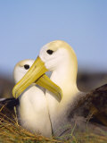 Buy Waved Albatross, Pair Bonding, Espanola Island, Galapagos at AllPosters.com