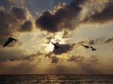Seagulls, Sunrise, Atlantic Shore