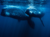 Southern Right Whale, Juvenile &Mother, Valdes Penin