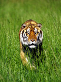 Bengal Tiger, Panthera Tigris Tigris