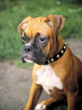 Purebreed Boxer Dog