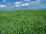 Buy Wheat Fields Near Antequera, Spain at AllPosters.com