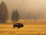 Buffalo Roaming in Field