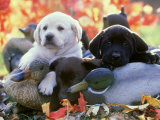 Buy Black, Yellow and Chocolate Labrador Pups Resting on Duck Decoys at AllPosters.com