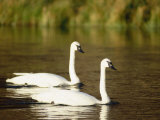 Two Trumpeter Swans, Yellowstone National Park, WY