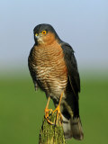 Sparrowhawk