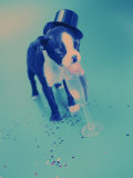 Boston Terrier Puppy Drinking Champagne