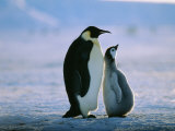 Emperor Penguin, with Chick, Antarctica