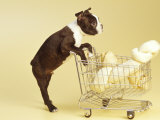 Boston Terrier Puppy Shopping for Bone