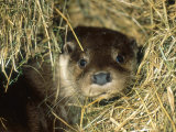 Buy Otter in Straw, Aylesbury, UK at AllPosters.com