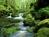 Stream and Mossy Boulders, Scotland
