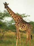 Giraffe, Ngorongoro Crater, Africa