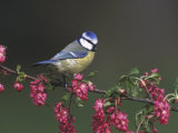 Blue Tit, Perched on Wild Currant Blossom, UK
