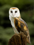 Barn Owl on Stump