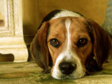Beagle Relaxing, USA