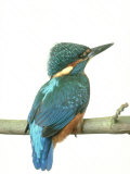 Kingfisher, Aylesbury, UK