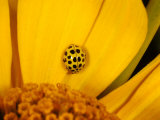 22 Spot Ladybird, Adult Hunting on Flower, Cambridgeshire, UK