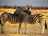 Buy Two Zebras Crossing Heads at AllPosters.com
