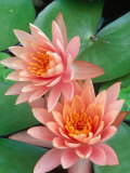 Water Lily, Botanical Gardens, San Antonio, TX