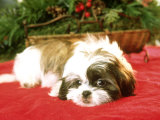 Shih-Tzu Puppy at Christmas, USA