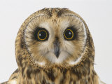 Short-Eared Owl, Asio Flammeus