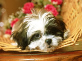 Shih-Tzu Puppy, USA