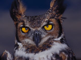 Buy Great Horned Owl at AllPosters.com