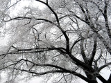 Buy Tree Branches After an Ice Storm at AllPosters.com