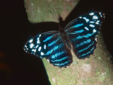 Buy Tropical Blue Wave, Aviary Animal at AllPosters.com